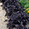 Ipomea (Sweet Potato Vine) Spotlight Black Heart 4.5" - Image 2